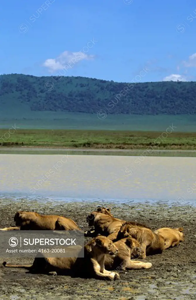 Tanzania, Ngorongoro Crater, Lion Pride Resting