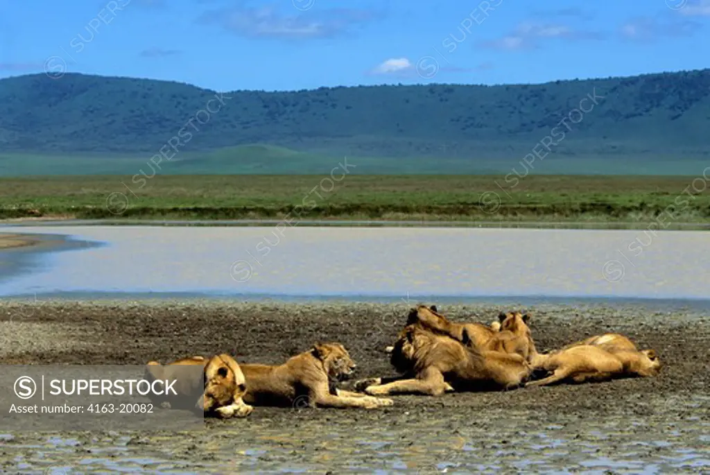 Tanzania, Ngorongoro Crater, Lion Pride Resting