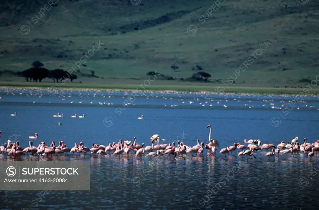 Tanzania, Ngorongoro Crater, Lesser And Greater Flamingos