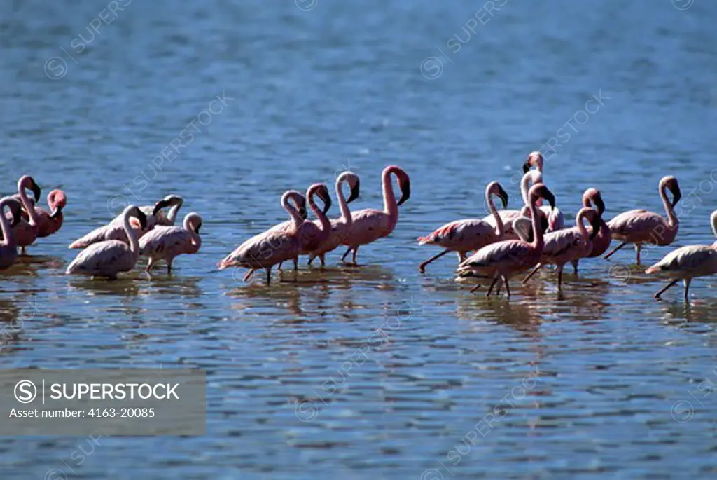 Tanzania, Ngorongoro Crater, Lesser Flamingos