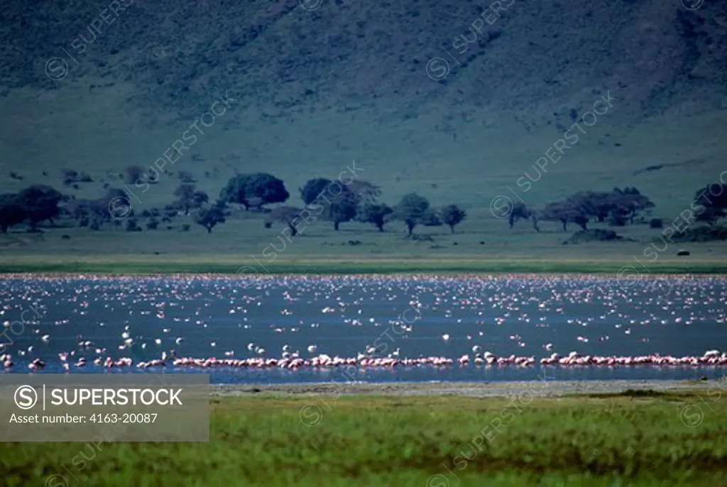 Tanzania, Ngorongoro Crater, Lesser And Greater Flamingos