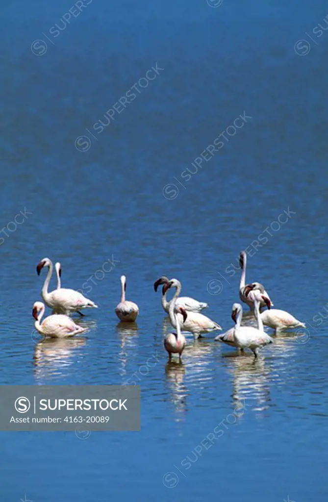 Tanzania, Ngorongoro Crater, Lesser Flamingos