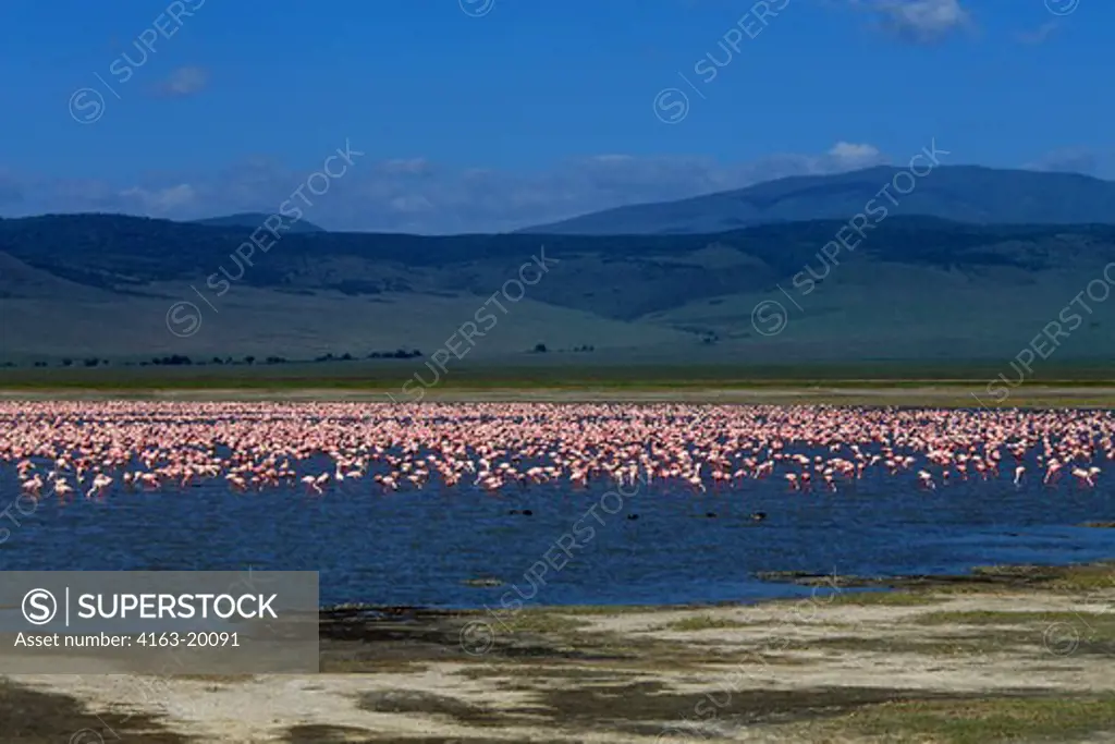 Tanzania, Ngorongoro Crater,  Greater And Lesser Flamingos