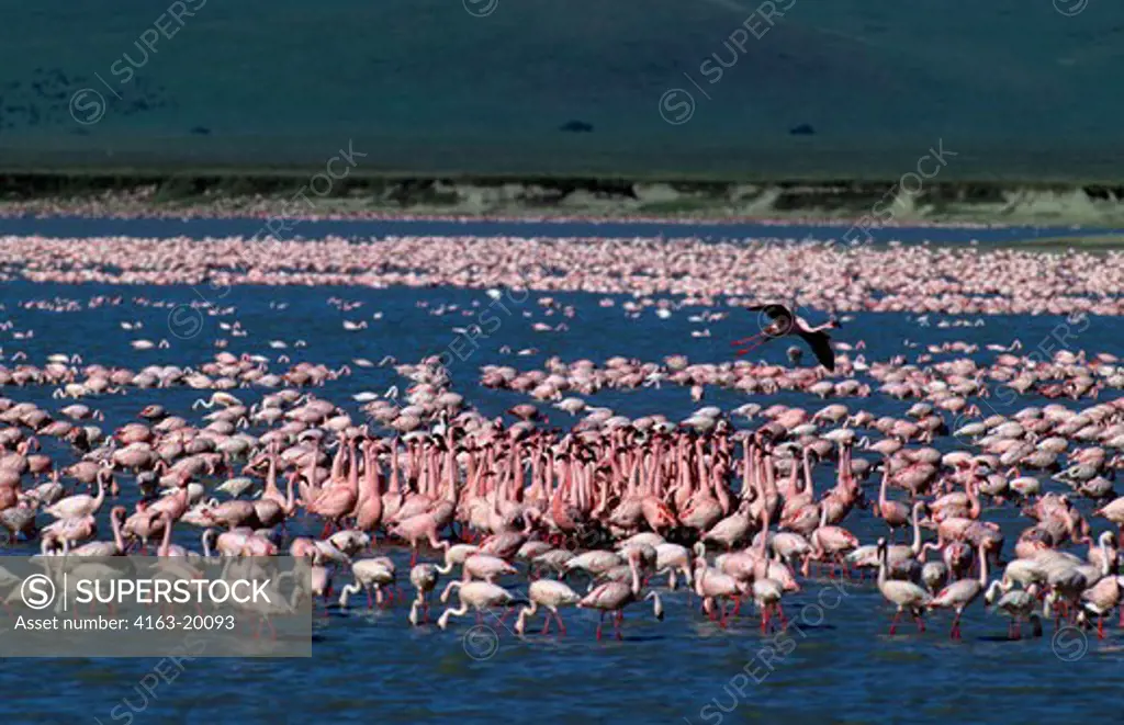 Tanzania, Ngorongoro Crater, Lesser Flamingos, Forming Groups, (Courtship Behavior)