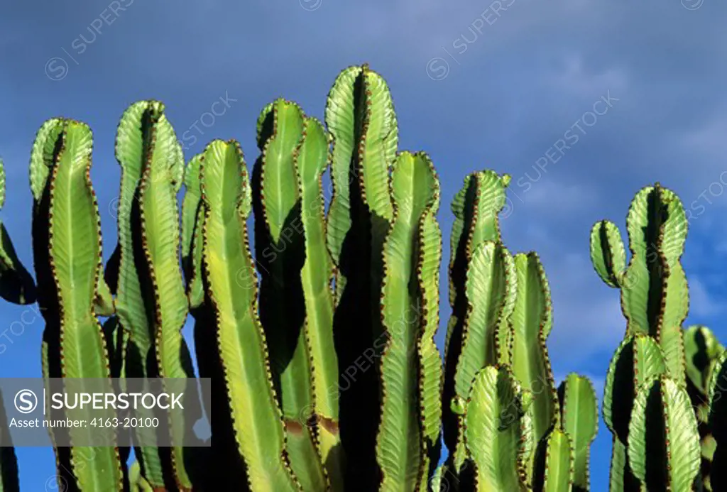 Tanzania, Lake Manyara, Candelabra Cactus