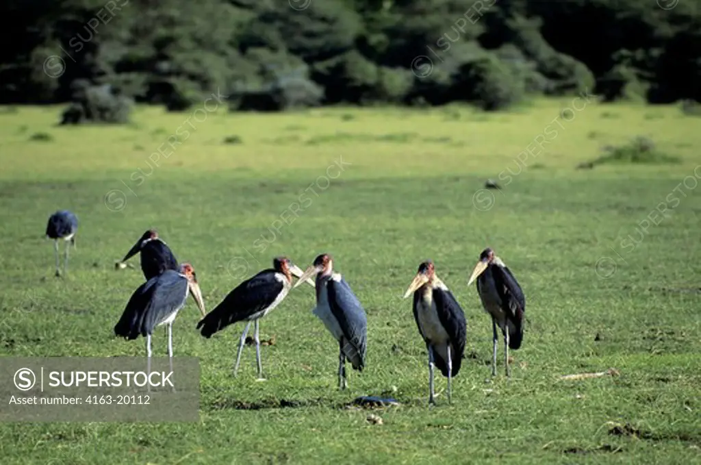 Tanzania,Great Rift Valley Lake Manyara, Marabou Storks