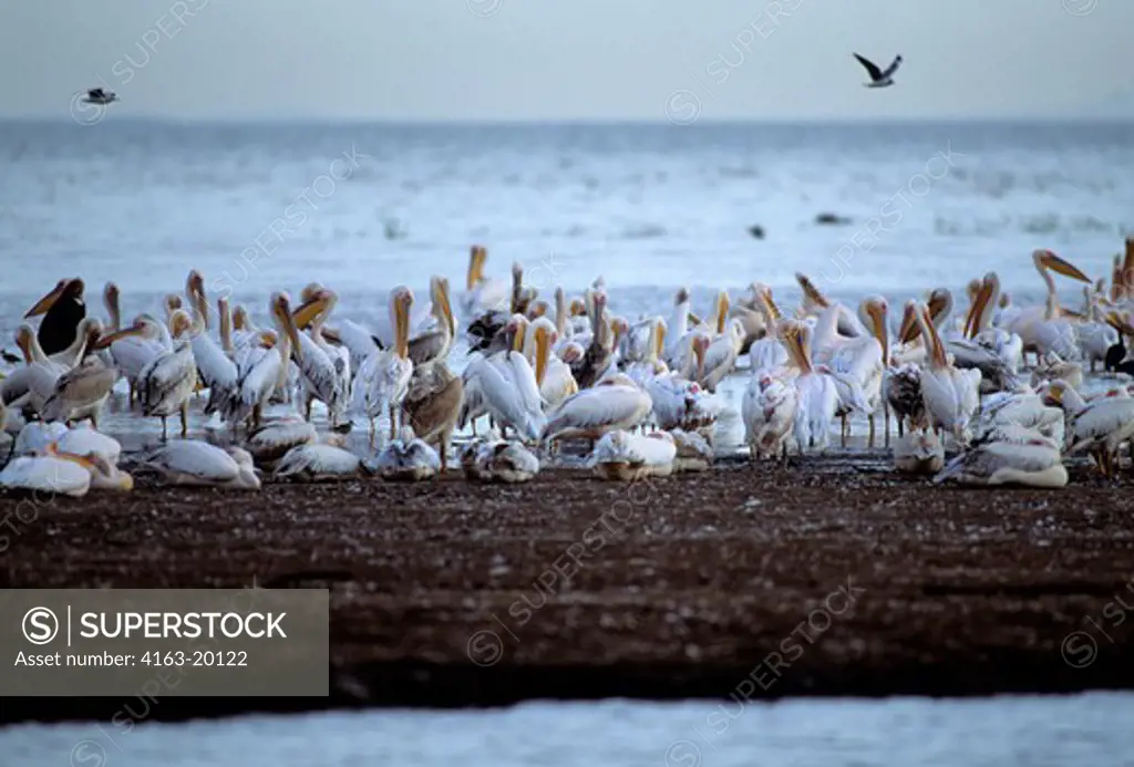 Tanzania,Great Rift Valley Lake Manyara, White Pelicans