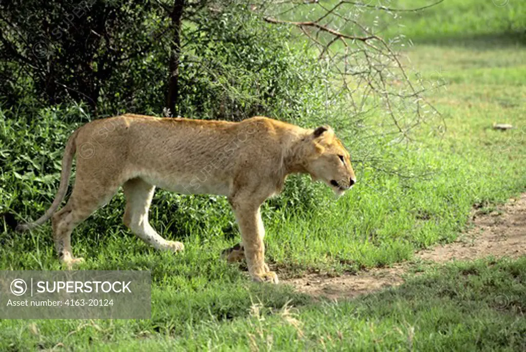 Tanzania,Great Rift Valley Lake Manyara, Young Male Lion