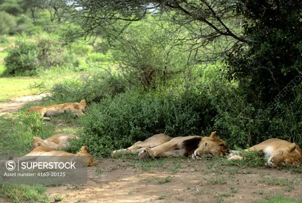 Tanzania,Great Rift Valley Lake Manyara, Lion Pride Sleeping