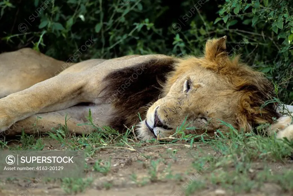 Tanzania,Great Rift Valley Lake Manyara, Lion