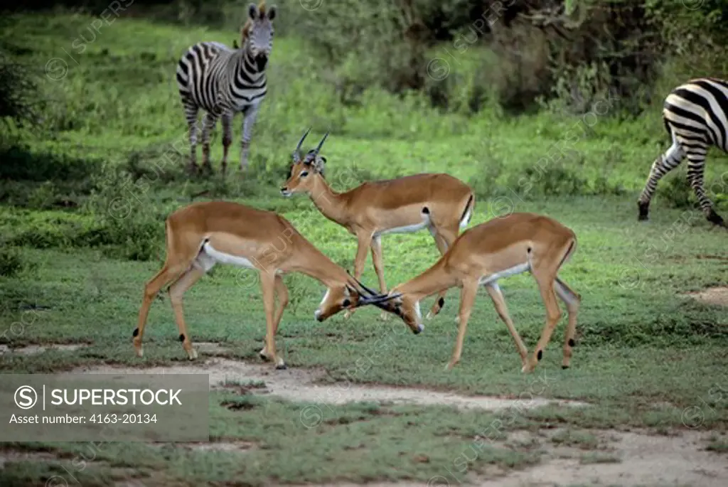 Tanzania,Great Rift Valley Lake Manyara, Impalas (Males)