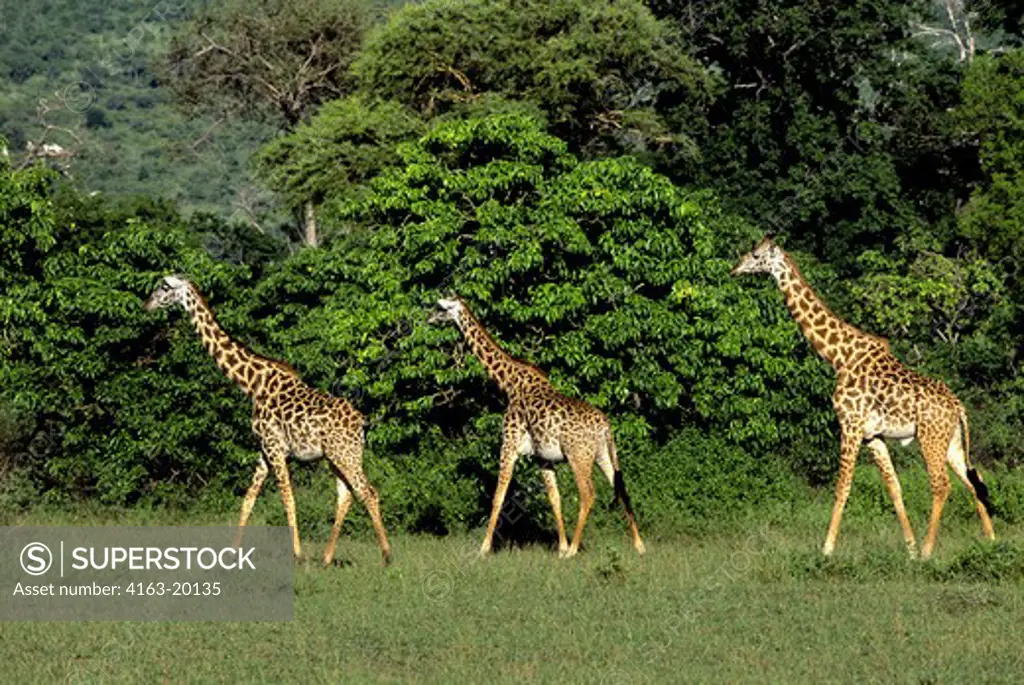 Tanzania,Great Rift Valley Lake Manyara, Masai Giraffes