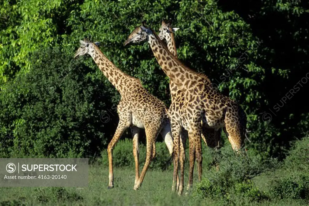Tanzania,Great Rift Valley Lake Manyara, Masai Giraffes