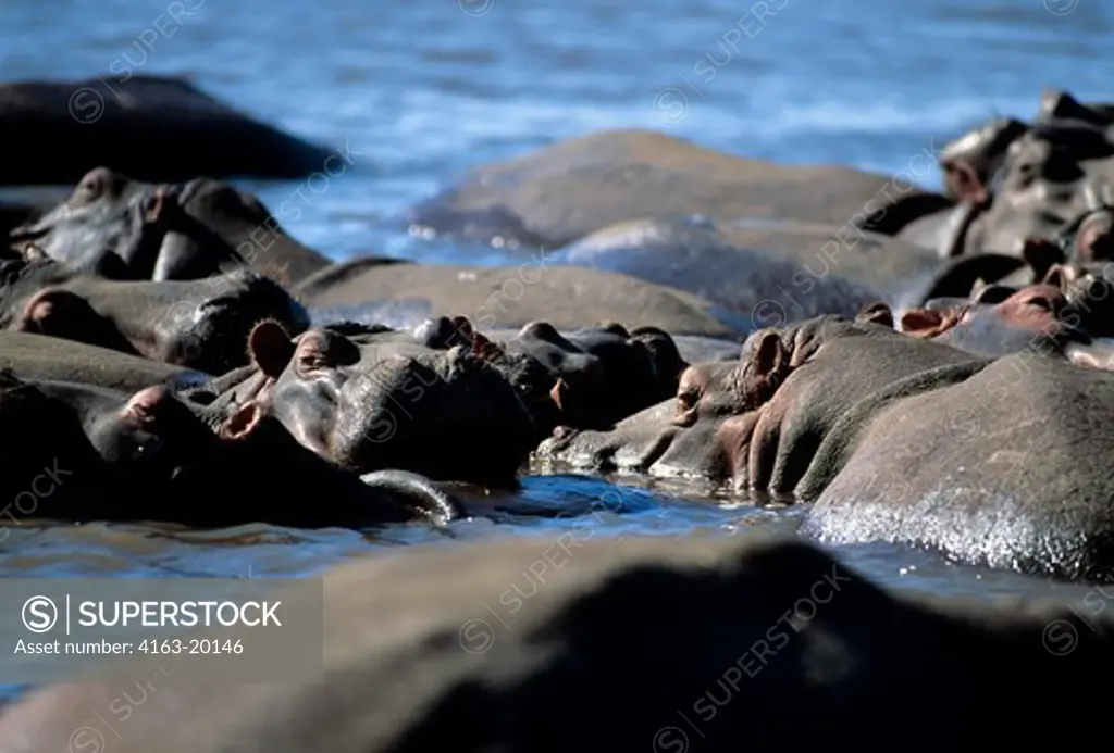 Tanzania,Great Rift Valley Lake Manyara, Hippopotamuses