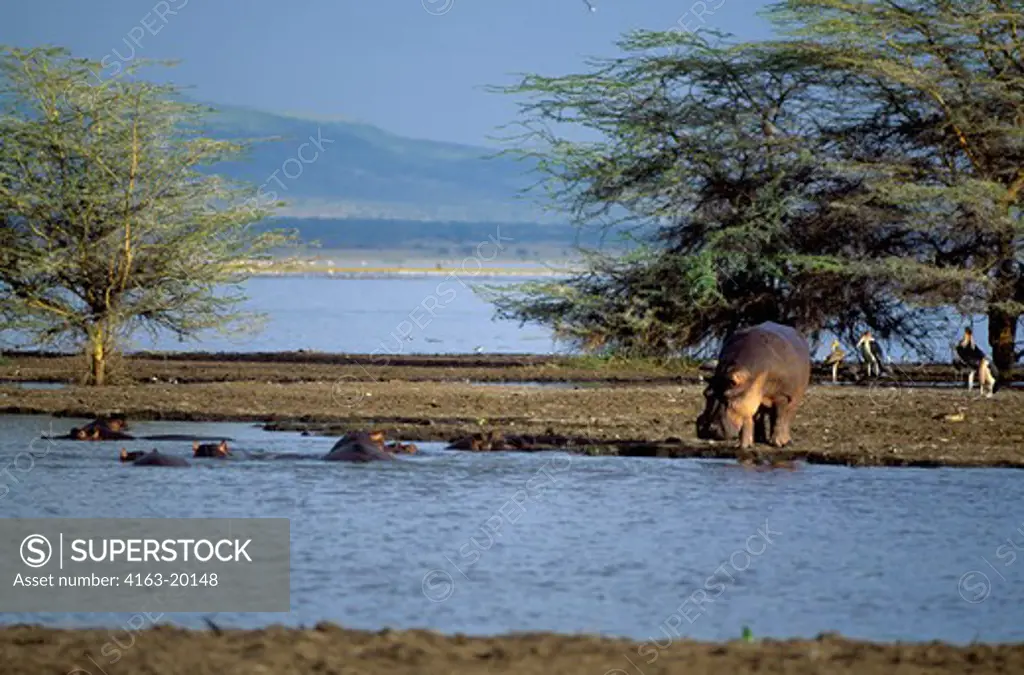 Tanzania,Great Rift Valley Lake Manyara, Hippopotamuses