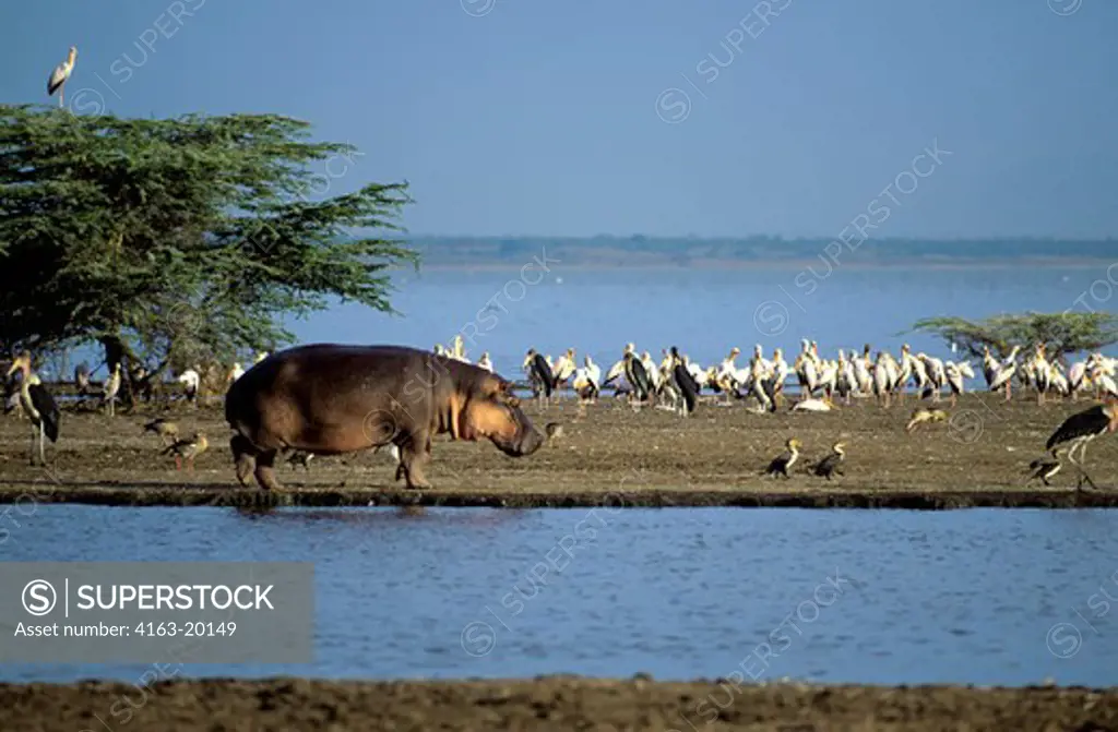 Tanzania,Great Rift Valley Lake Manyara, Hippopotamus Walking Along Shore