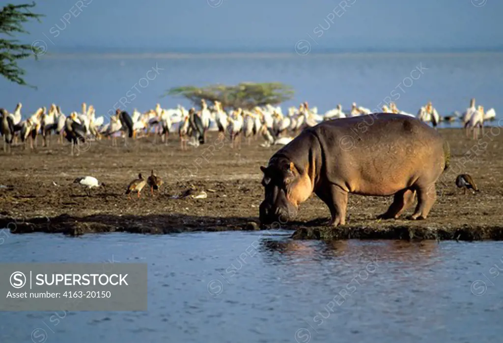 Tanzania,Great Rift Valley Lake Manyara, Hippopotamus Walking Along Shore