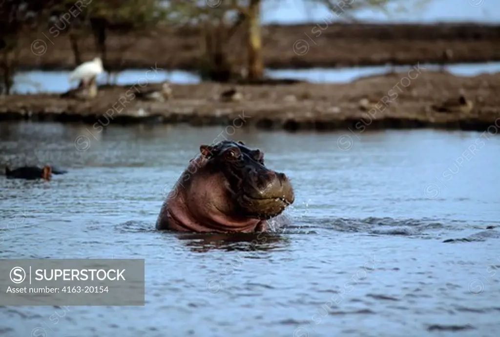 Tanzania,Great Rift Valley Lake Manyara, Hippopotamus