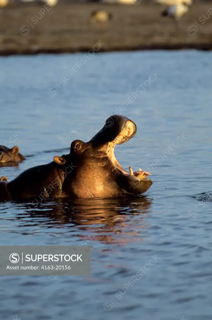 Tanzania,Great Rift Valley Lake Manyara, Hippopotamus With Open Mouth
