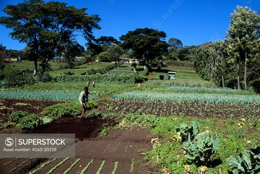 Tanzania, Near Arusha, People Working In Fields