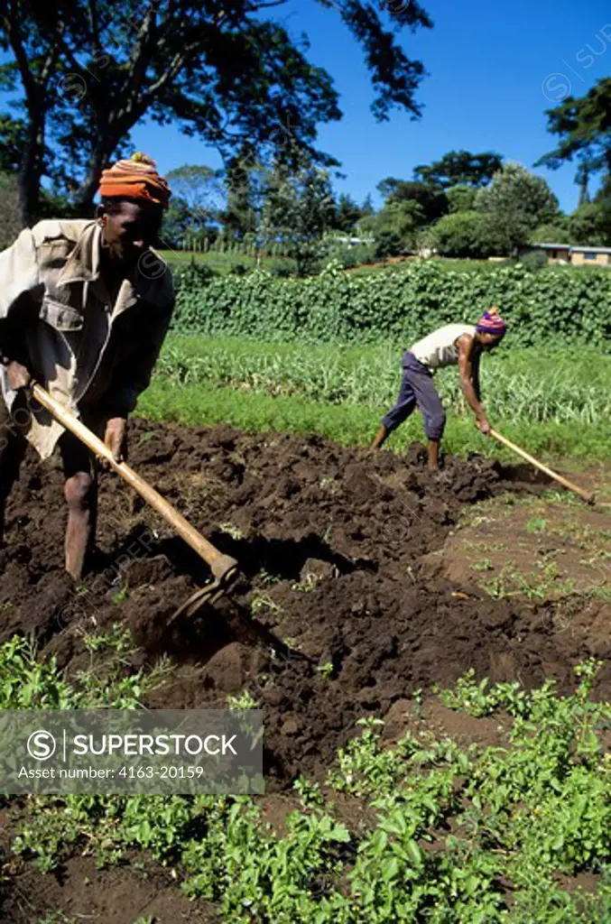 Tanzania, Near Arusha, People Working In Fields