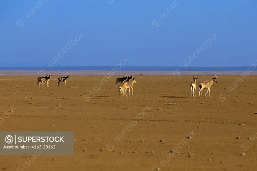 Kenya, Amboseli, Hartebeestes