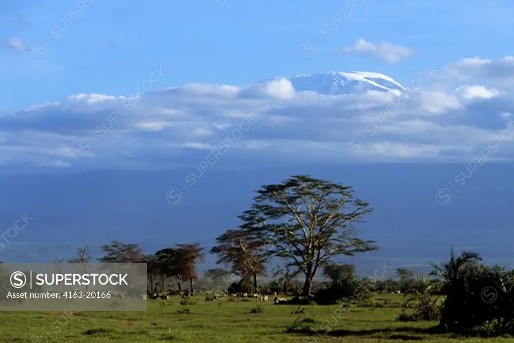 Kenya, Amboseli National Park With Mt. Kilimanjaro, Yellow-Fever Tree (Acacia)