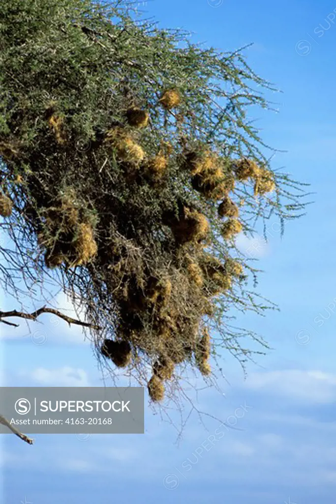 Kenya, Amboseli National Park, Weaver Bird Colony In Acacia Tree