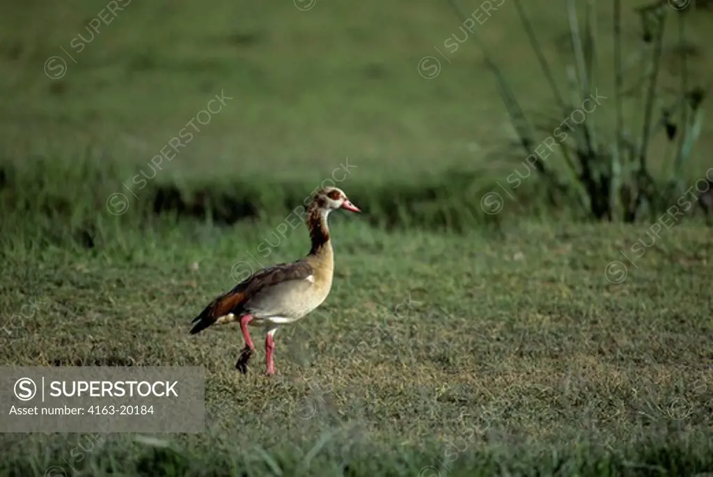 Kenya,Amboseli Nat'L Park Egyptian Goose