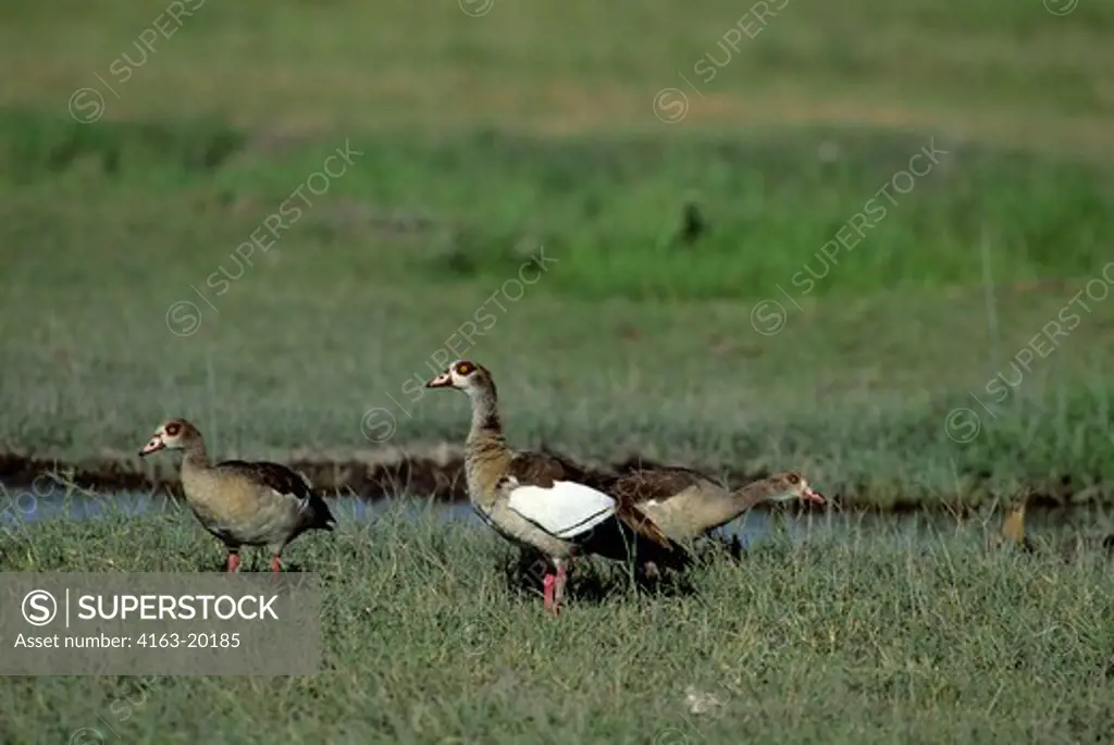 Kenya,Amboseli Nat'L Park Egyptian Geese