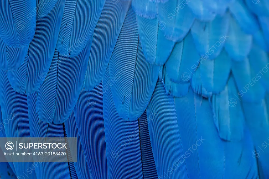 Close-up of the feathers of a blue-and-yellow macaw (Ara ararauna), also known as the blue-and-gold macaw, at the Aymara Lodge in the Northern Pantanal, State of Mato Grosso, Brazil.