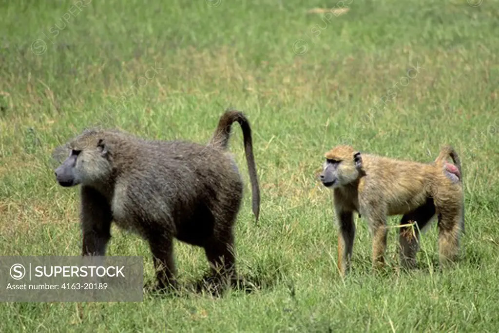 Kenya,Amboseli Nat'L Park Yellow Baboons, Male & Female