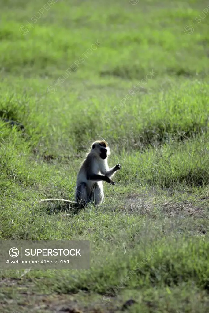 Kenya,Amboseli Nat'L Park Black-Faced Vervet Monkey