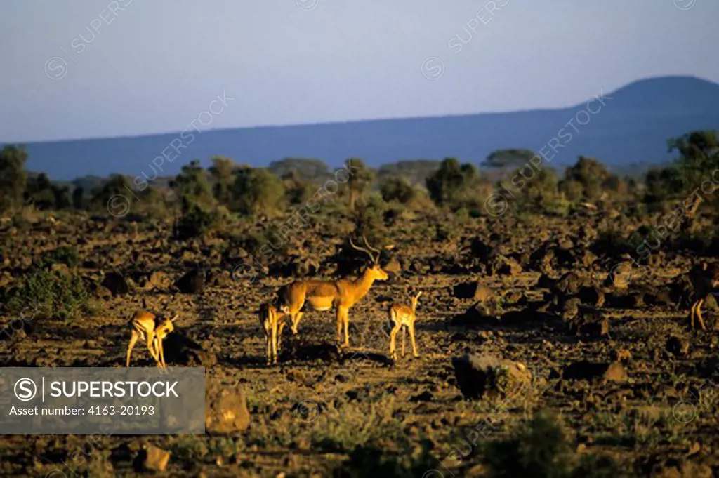 Kenya,Amboseli Nat'L Park Impala Herd