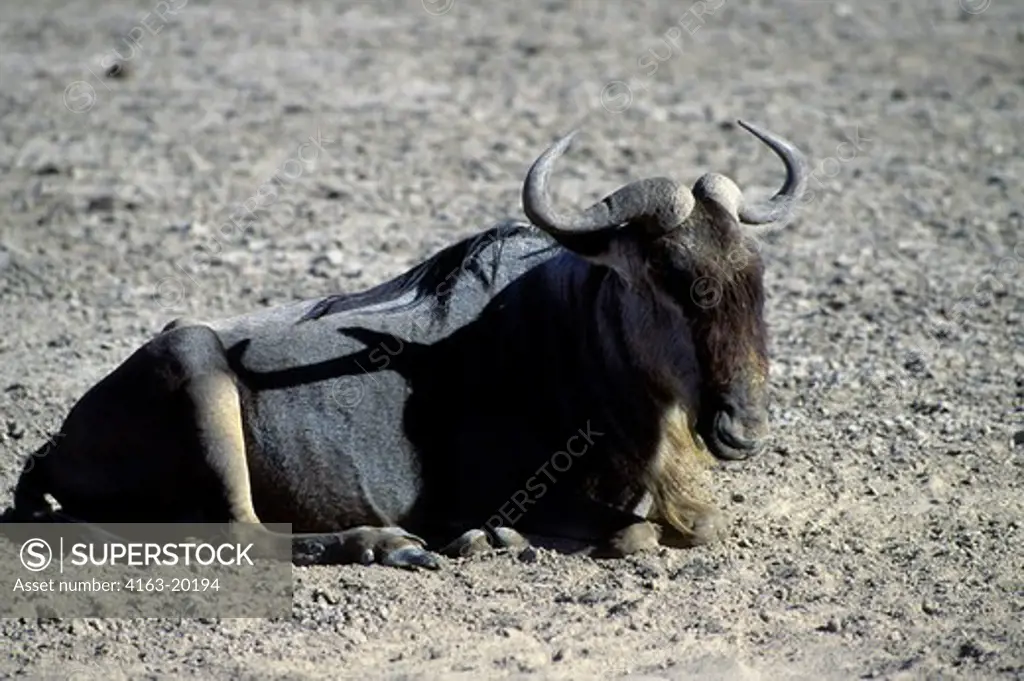 Kenya,Amboseli Nat'L Park Wildebeest