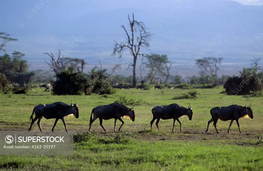 Kenya,Amboseli Nat'L Park Wildebeests