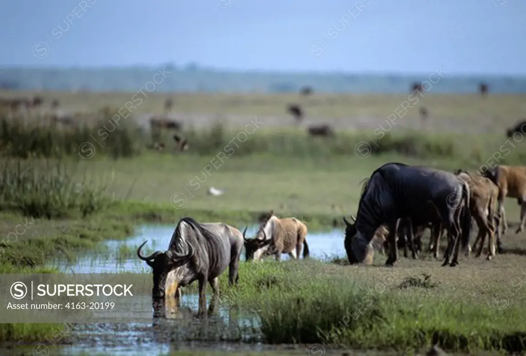 Kenya,Amboseli Nat'L Park Wildebeests Drinking From Water Hole