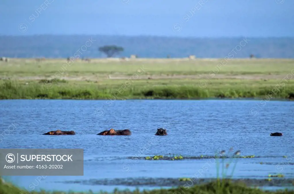Kenya,Amboseli Nat'L Park Hippopotomuses In Lake