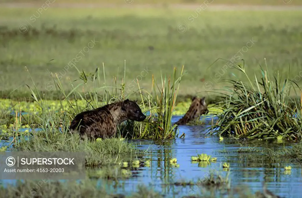 Kenya,Amboseli Nat'L Park Spotted Hyaenas Playing In Water