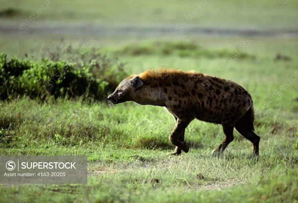 Kenya,Amboseli Nat'L Park Spotted Hyaena Approaching Prey