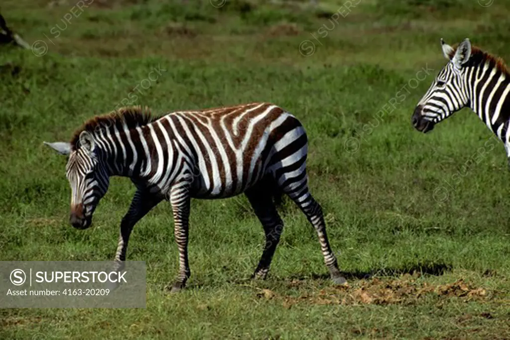 Kenya,Amboseli Nat'L Park Zebra