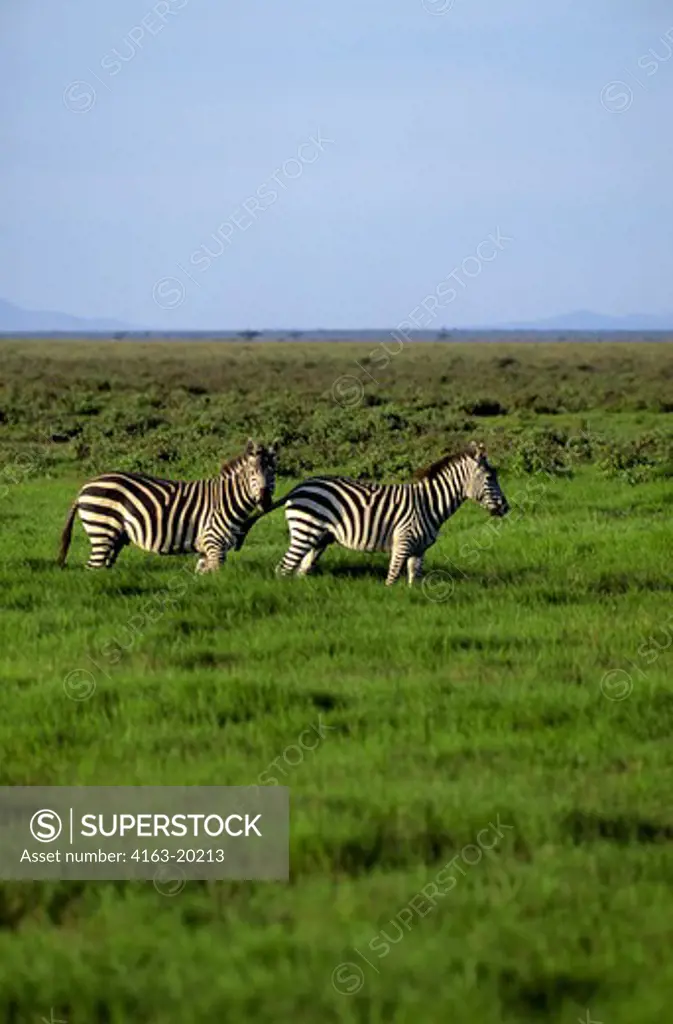 Kenya, Amboseli Nat'L Park Zebras