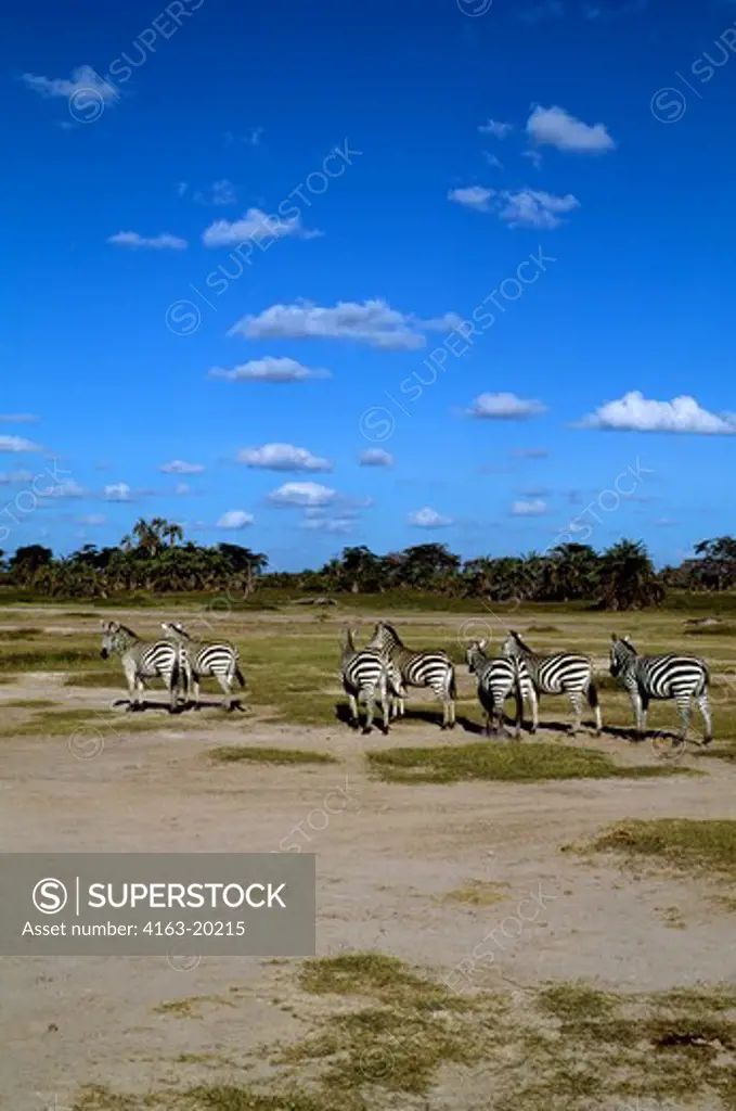 Kenya,Amboseli Nat'L Park Zebras