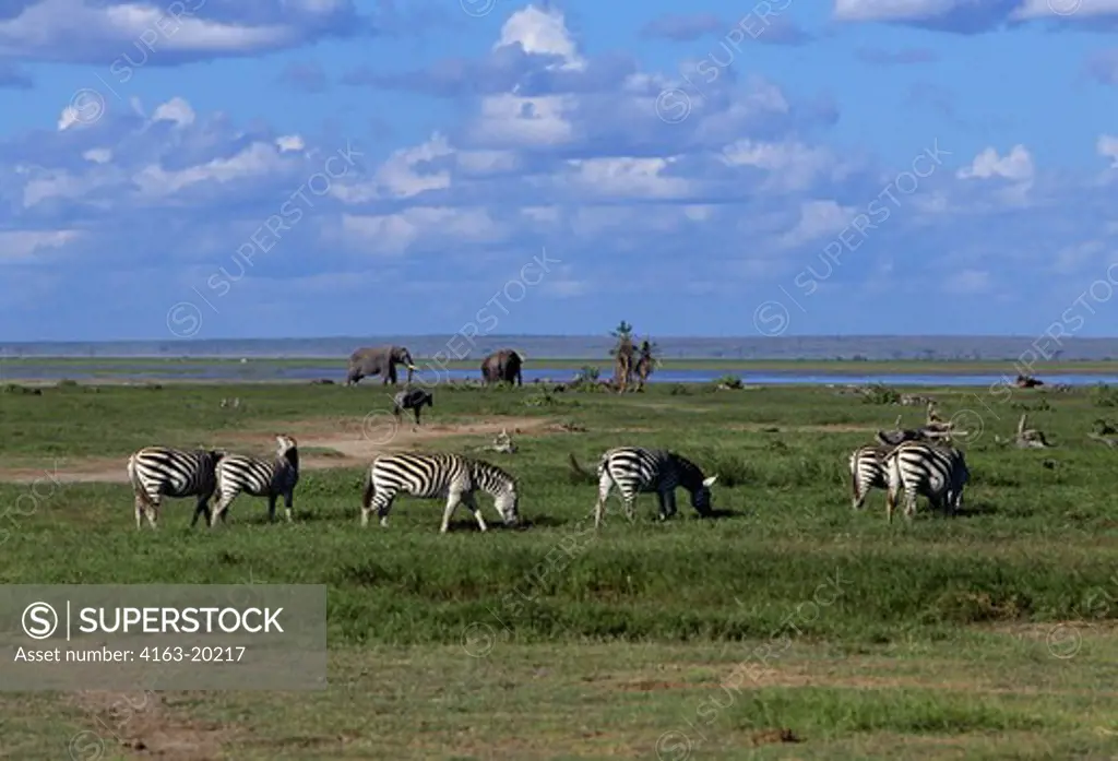 Kenya,Amboseli Nat'L Park Zebras,  Wildebeest, Elephants Background
