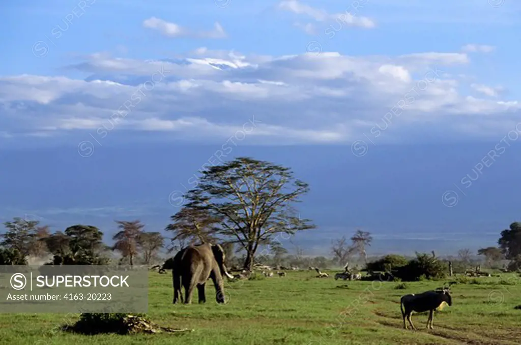 Kenya,Amboseli Nat'L Park Wildebeest, Elephant, & Zebras With Mt. Kilimanjaro Background