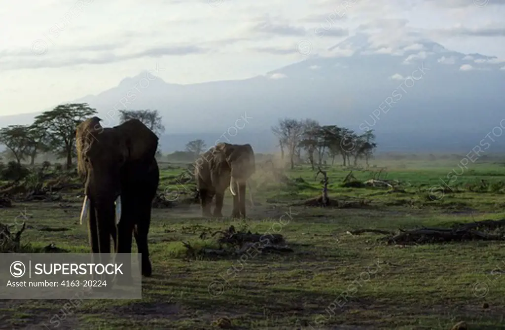 Kenya,Amboseli Nat'L Park Elephants, With Mt. Kilimanjaro Background