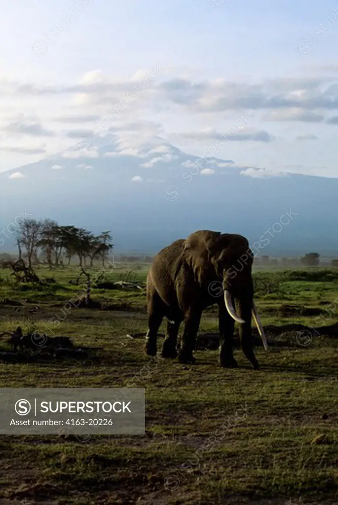 Kenya,Amboseli Nat'L Park Elephant, With Mt. Kilimanjaro Background