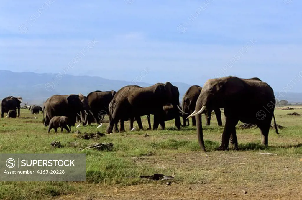 Kenya, Amboseli Nat'L Park, Elephants