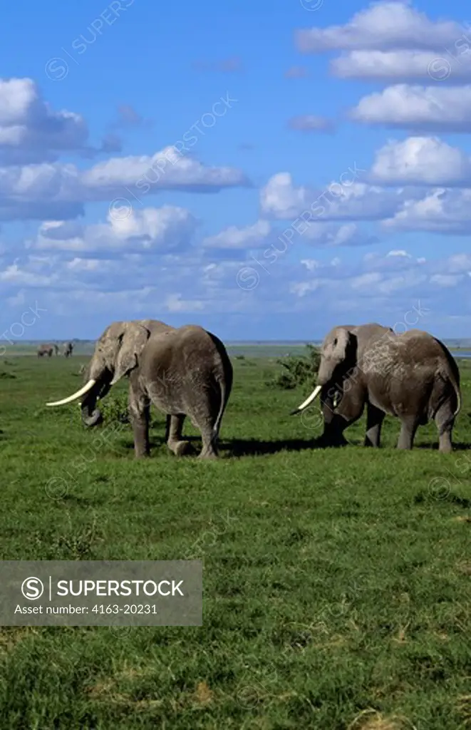 Kenya,Amboseli Nat'L Park Elephants