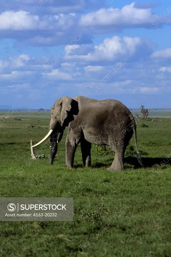 Kenya,Amboseli Nat'L Park Elephant